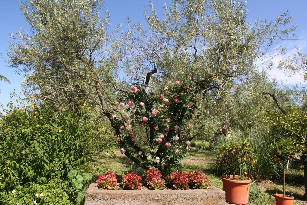 מלון ויטרבו Agriturismo Le Caselle מראה חיצוני תמונה